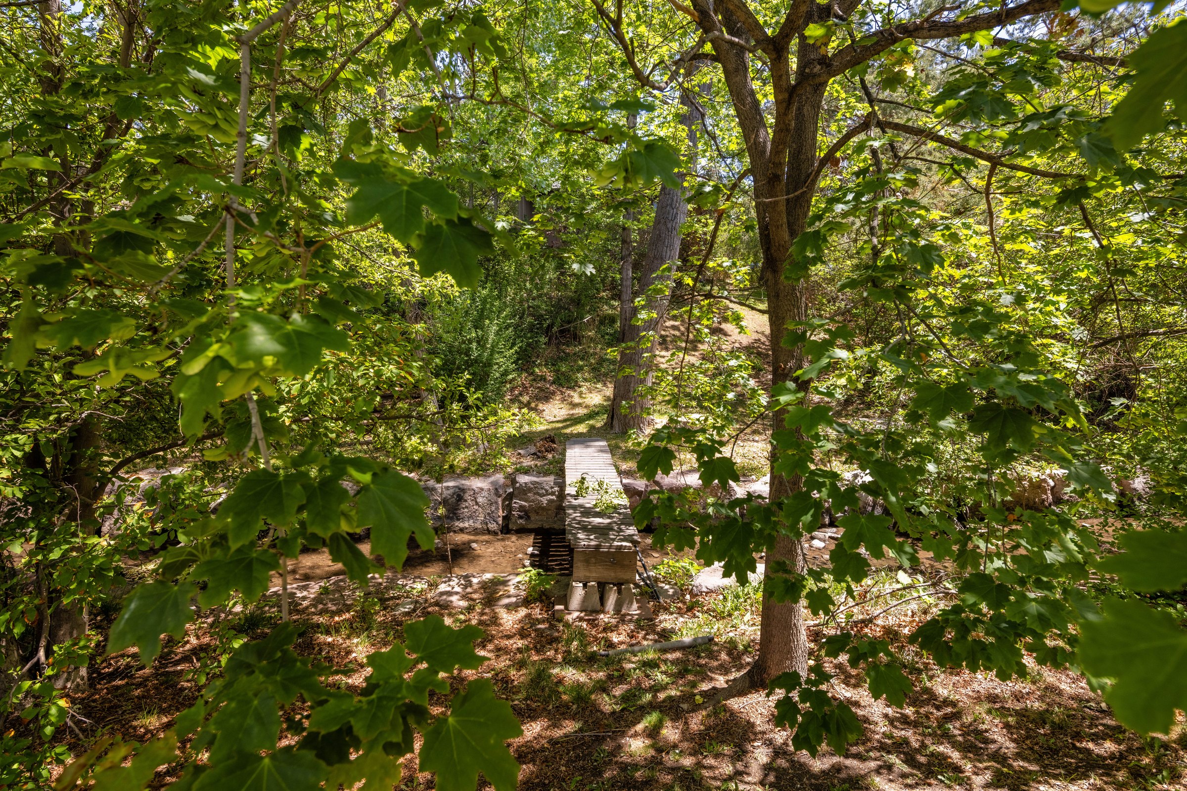 Tree canopy and creek corridor behind 3110 Ward Ct